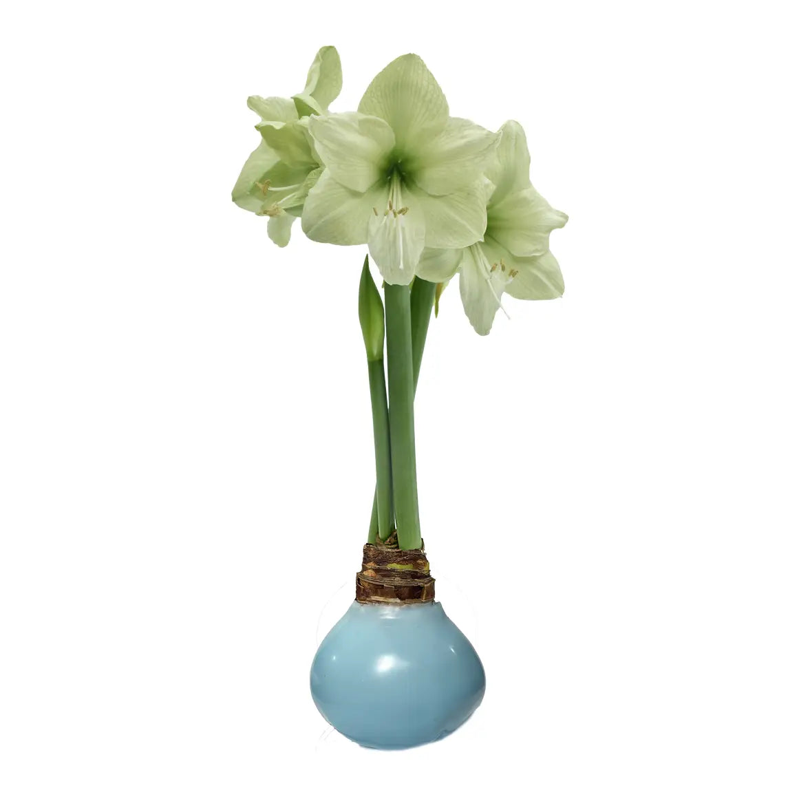 Mix Wax Amaryllis
