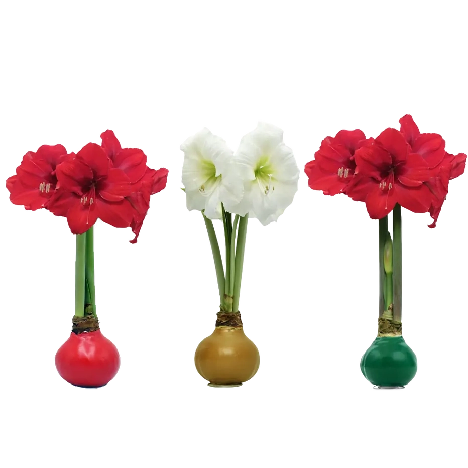 Xmas Bulb Mix